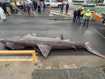 В Австралии выловили гигантскую акулу  фото