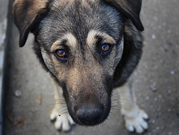 В городе объявят конкурс на отлов бродячих собак фото