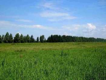 В Запорожской области земля нелегально оказалась в частной собственности фото