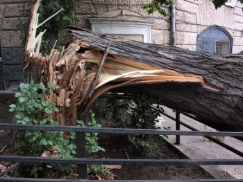 В Харькове на маму с малышом упало дерево фото