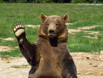 В России медведь напал на женщину в кафе фото