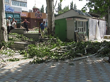 Живые деревья сносят ради укладки экоплитки фото