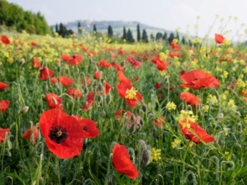 В Запорожской области уничтожали мак фото