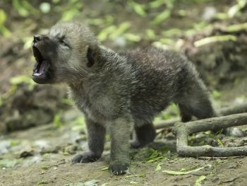 В запорожском зоопарке появились волчата фото