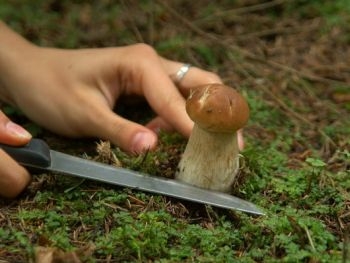 Запорожцам рассказали об опасности сбора грибов фото