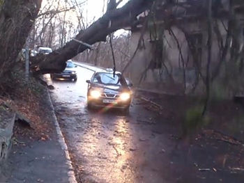 Житель Львова заснял момент, когда дерево раздавило такси с людьми  фото