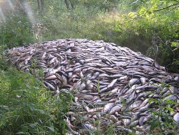 В Заопрожской области попались браконьеры фото