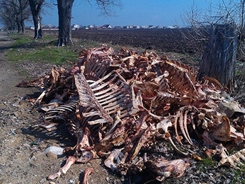 Груду костяков с обочины убрали коммунальщики фото