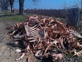 Мелитопольские коммунальщики нелегально закопали на свалке кости животных фото