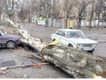 Огромный тополь упал в Запорожье, есть пострадавшие фото