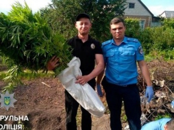 В Запорожье полицейские случайно выявили плантацию конопли фото