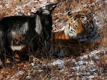 Тигр Амур встретил козла Тимура, вернувшегося из Москвы фото