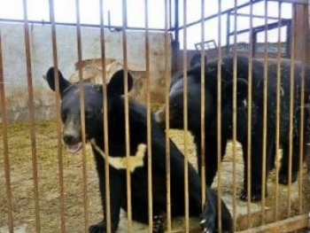 В Запорожской области в зоопарке теперь живут два гималайских мишки фото