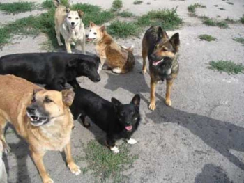 Счет смерти. Общественникам Мелитополя рассказали, почем харьковчане ловят собак (ДОКУМЕНТ) фото