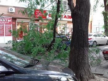 В Запорожье машину придавило деревом прямо во время движения (Видео) фото