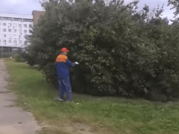 В Беларуси засняли рабочего, красящего листья для Лукашенко. Видео фото