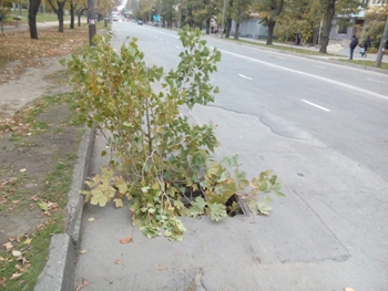 Воры создали аварийно опасную ситуацию на дороге фото