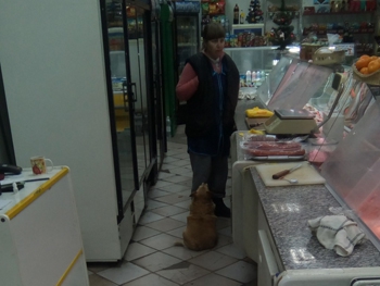 Продавцу в Булочной помогает торговать собака  фото