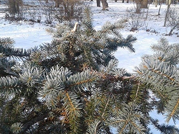 Мелитопольцы украшают дома за счет городского парка фото