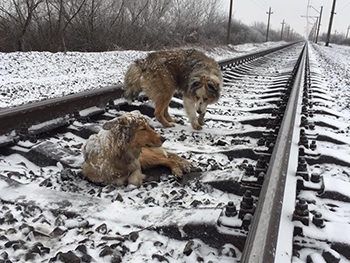 Пес двое суток защищал свою подругу, попавшую под поезд фото