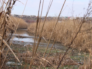 Ущерб, нанесенный окружающей среде сбросами в балку, исчисляется десятками тысяч гривен фото