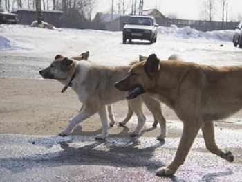 В Мелитополе бродячие собаки продолжают нападать на детей фото