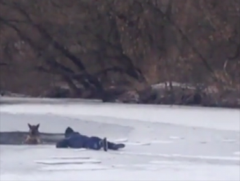 В сети появилось удивительное видео, как запорожец спас собаку из ледяной воды фото