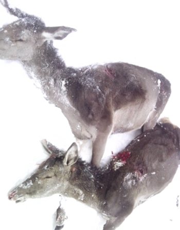 На трассе Киев - Чоп неизвестные расстреляли стадо оленей фото