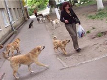 В Кривом Роге на молодую мать напала стая собак фото