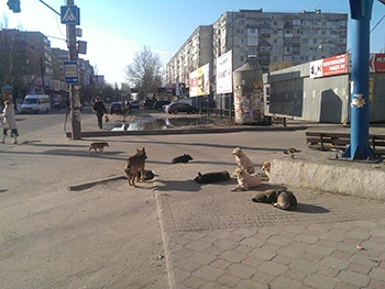 В Мелитополе бродячие собаки «заблудились» между властью и активистами фото