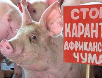 Село Новое, где выявлена чума свиней, уже окружено блокпостами фото