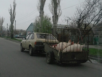 Чума торговле не помеха? фото