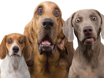 Владельцам собак в Мелитополе приходят письма счастья  фото