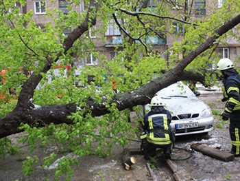 Стихия бушует: вчера на женщину в Каменке-Днепровской упало дерево фото