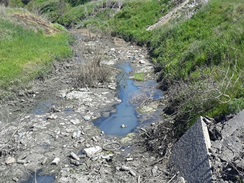 Мелитопольцы предлагают водоем с лебедями переместить в несколько другое место фото