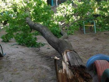 На коляску с грудничком в Мелитополе упало дерево фото