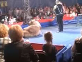В Белой Церкви медведь напал на зрителей во время представления в цирке  фото