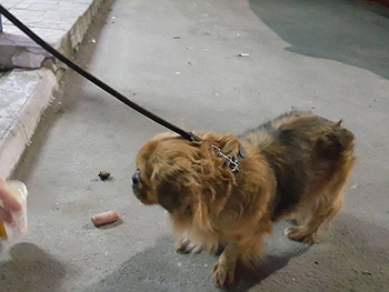 В Мелитополе собаку оставили возле магазина фото