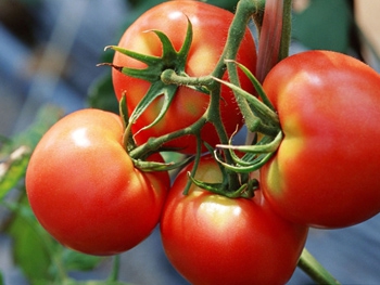 Кому и почему противопоказаны помидоры? фото