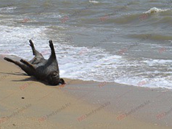В Запорожской области на берег моря выбросило труп дикого животного фото