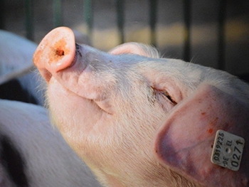 Карантин по африканской чуме свиней с Мелитопольщины снят фото