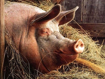 В Мексике фермер погиб после пьяной драки со своей свиньей фото