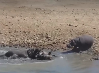 В ЮАР бегемот утопил мешавшего ему носорога  фото
