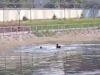 В Кременчуге лебедь напал на мужчину, который пришел к пруду помыться из-за отключения воды  фото