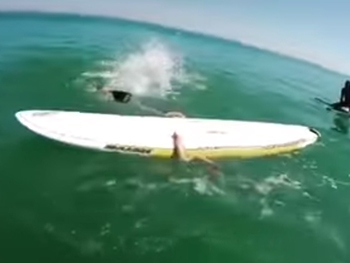 Гигантский кальмар отнял доску у серфингиста  фото