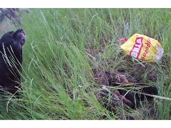 В Запорожье щенков спасли от страшной смерти  фото
