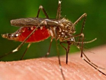 Как снять зуд от комариных укусов фото