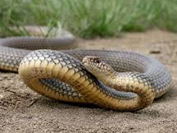 В Запорожье женщина обнаружила у себя на подоконнике 1,5-метровую змею  фото