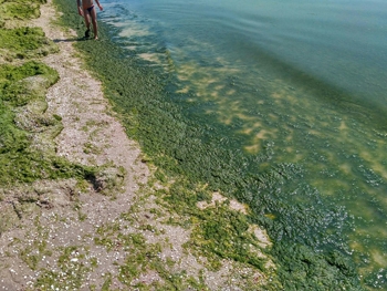 Для избавления от водорослей Кирилловке нужны два ветреных дня фото