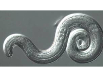 Американские ученые опасаются эпидемии вызывающих паралич мозговых червей фото